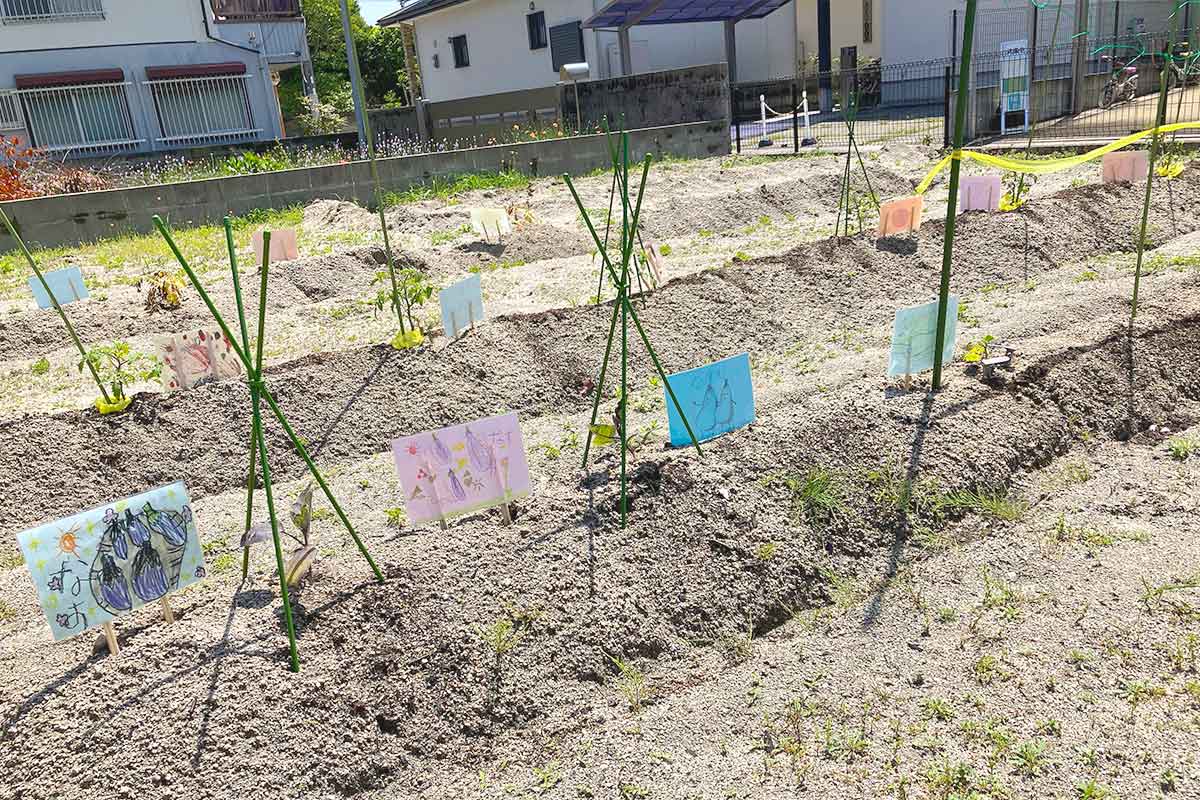 子どもたちが野菜を育てる畑